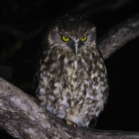 Morepork